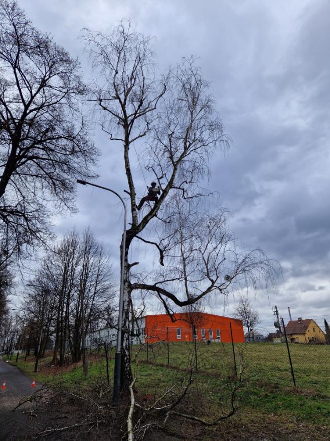 kácení břízy v těsné blízkosti pozemní komunikace Ostrava